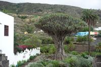 Icod de los Vinos (7) &ndash; &copy; Benjamin Rodriguez Manzanares (Eberhardt TRAVEL)