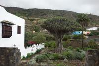 Icod de los Vinos (8) &ndash; &copy; Benjamin Rodriguez Manzanares (Eberhardt TRAVEL)