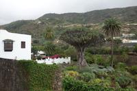 Icod de los Vinos (9) &ndash; &copy; Benjamin Rodriguez Manzanares (Eberhardt TRAVEL)