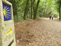 Tag  Wanderung auf dem Jakobsweg von Arzua nach Arca (37) &ndash; &copy; Benjamin Rodriguez Manzanares (Eberhardt TRAVEL)