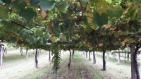 Weingut Granbazán &ndash; &copy; Sinah Witzig (Eberhardt TRAVEL)