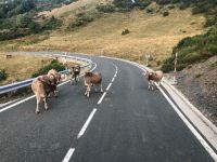Picos de Europa &ndash; &copy; Francisco Javier Burgos Gutierrez (Eberhardt TRAVEL)