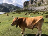 Covadonga-See  &ndash; &copy; Francisco Javier Burgos Gutierrez (Eberhardt TRAVEL)