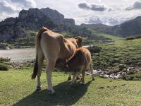 Covadonga-See  &ndash; &copy; Francisco Javier Burgos Gutierrez (Eberhardt TRAVEL)
