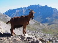 Picos de Europa