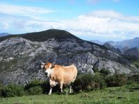 Lagos de Covadonga &ndash; &copy; Sinah Witzig (Eberhardt TRAVEL)