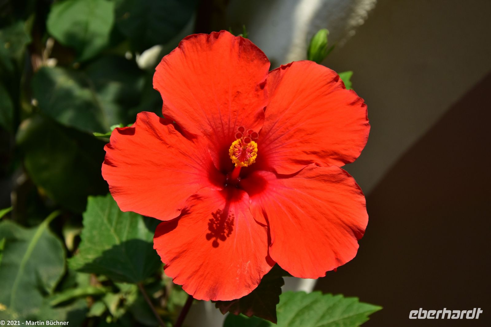 Wanderreise Menorca - Hibiskus &ndash; &copy; Martin Büchner (Eberhardt TRAVEL)