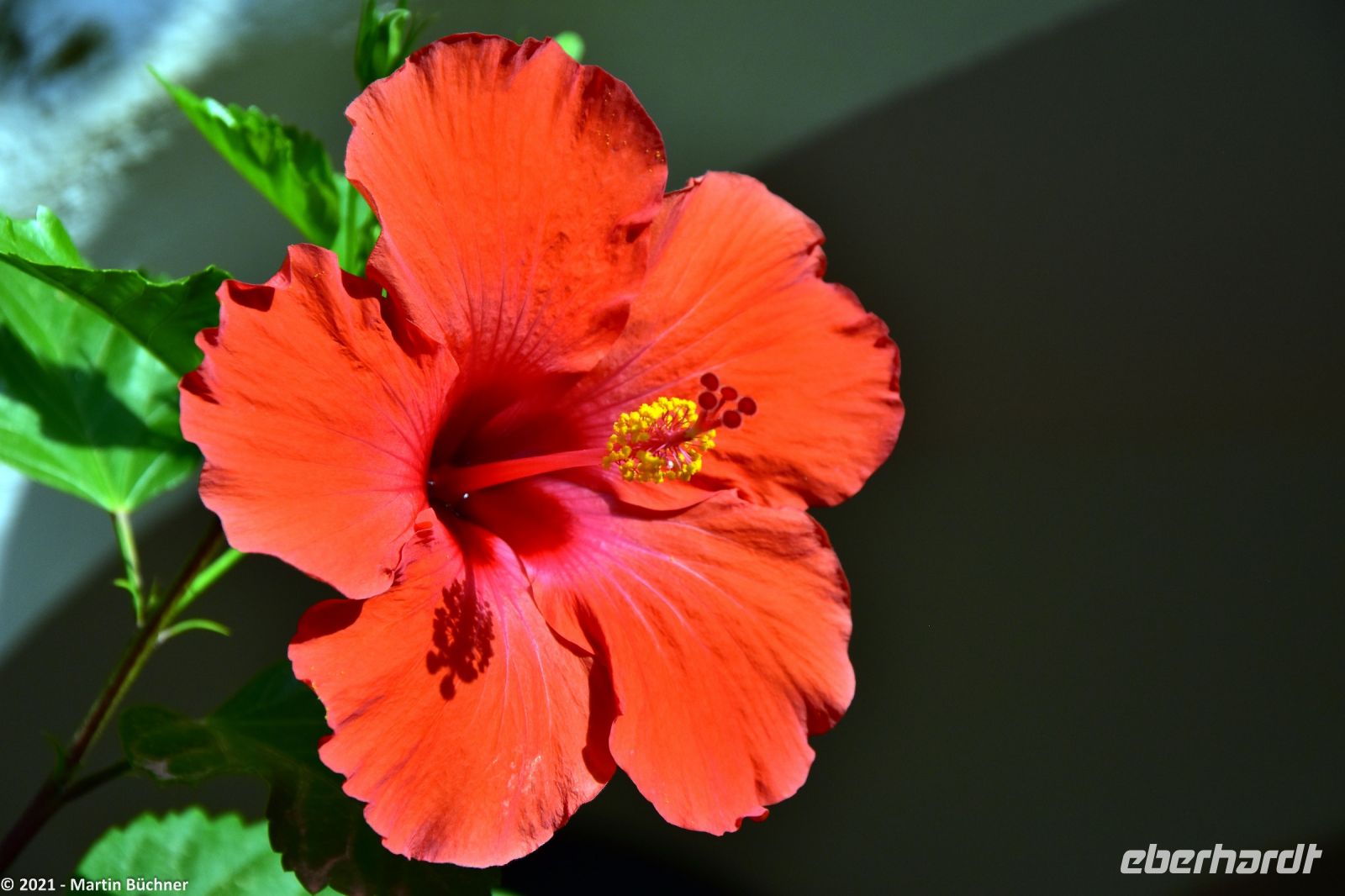 Wanderreise Menorca - Hibiskus &ndash; &copy; Martin Büchner (Eberhardt TRAVEL)