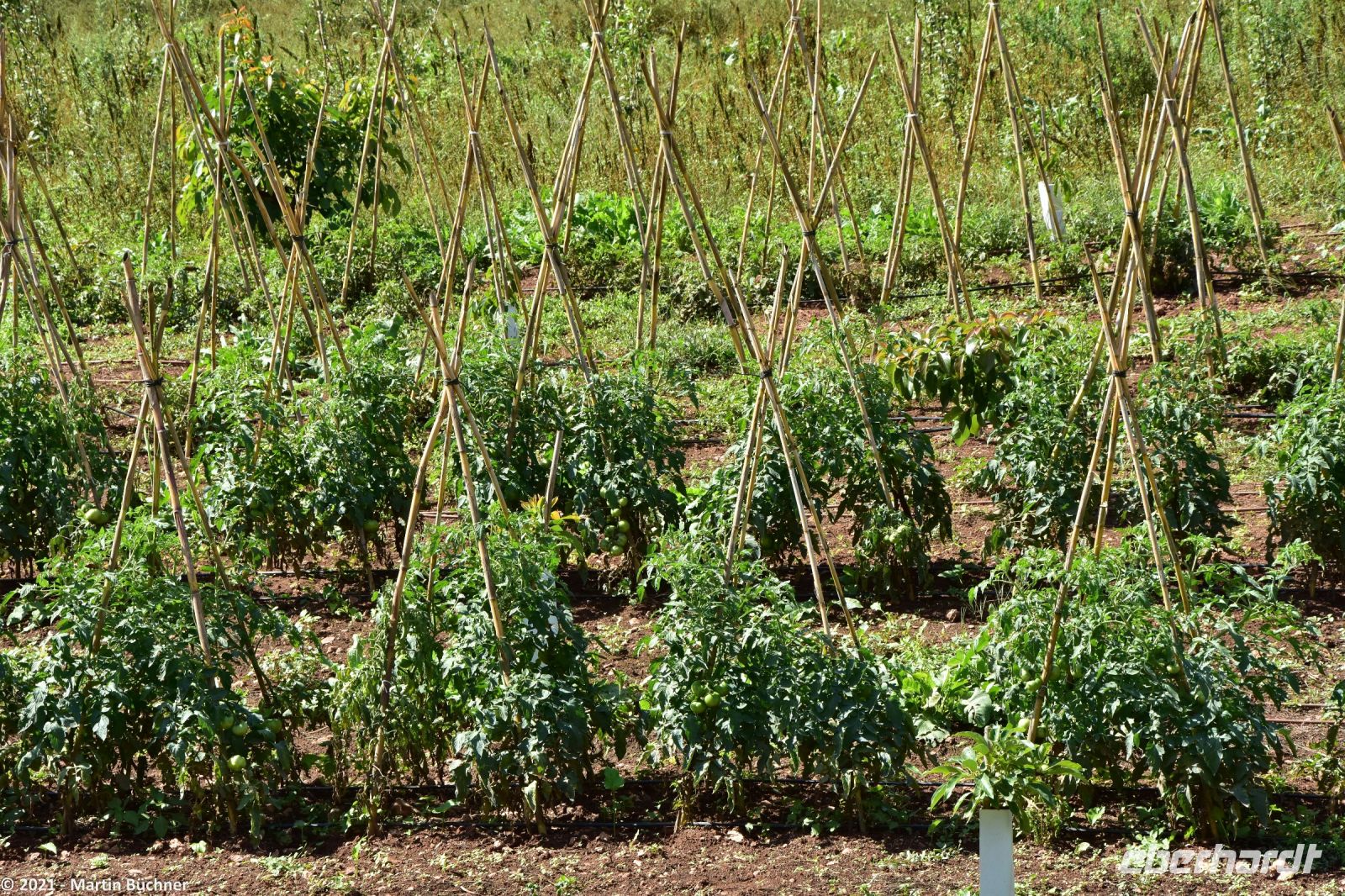 Tomaten &ndash; &copy; Martin Büchner (Eberhardt TRAVEL)