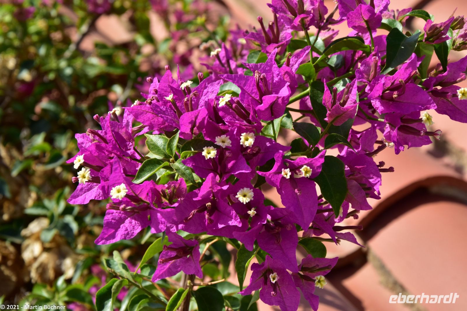 Bougainville - Drillingsblume &ndash; &copy; Martin Büchner (Eberhardt TRAVEL)