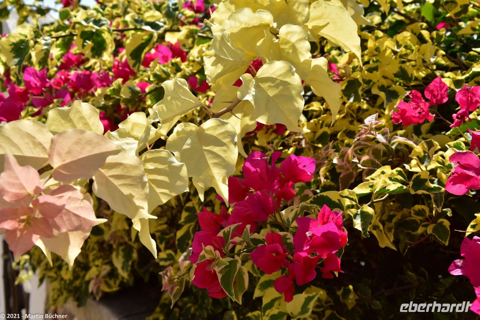 Bougainville - Drillingsblume &ndash; &copy; Martin Büchner (Eberhardt TRAVEL)