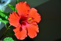 Wanderreise Menorca - Hibiskus &ndash; &copy; Martin Büchner (Eberhardt TRAVEL)