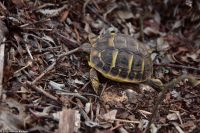 Wanderreise Menorca - Wanderung 2 - Kulturlandschaft Menorca &ndash; &copy; Martin Büchner (Eberhardt TRAVEL)