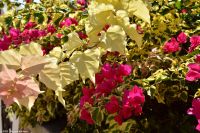 Bougainville - Drillingsblume &ndash; &copy; Martin Büchner (Eberhardt TRAVEL)