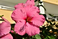 Wanderreise Menorca - Hibiskus &ndash; &copy; Martin Büchner (Eberhardt TRAVEL)