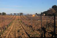 Weingut Torres