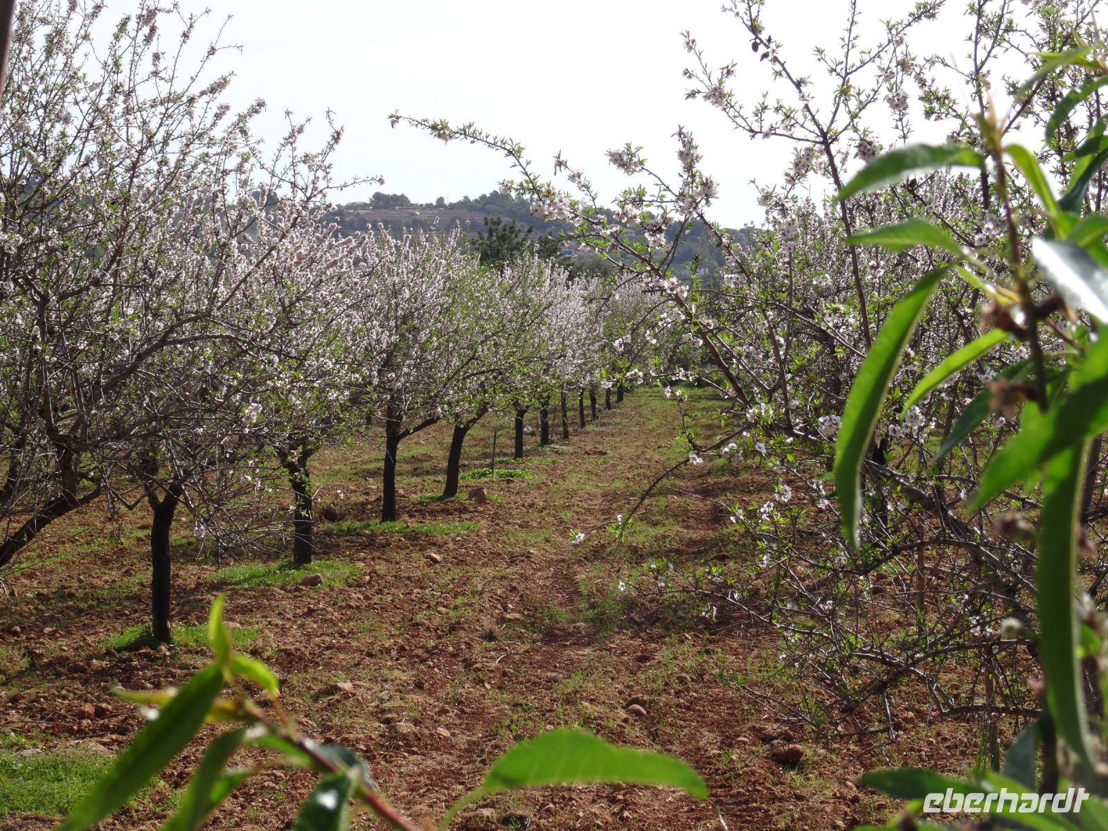 Reixa - Mandelblüte &ndash; &copy; Hans-Joachim Trutz (Eberhardt TRAVEL)