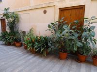 Alcudia &ndash; &copy; Hans-Joachim Trutz (Eberhardt TRAVEL)