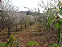 Reixa - Mandelblüte &ndash; &copy; Hans-Joachim Trutz (Eberhardt TRAVEL)
