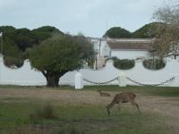 Donana Nationalpark &ndash; &copy; Kerstin Hugel (Eberhardt TRAVEL)