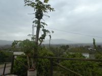 Zitrusplantage &ndash; &copy; Kerstin Hugel (Eberhardt TRAVEL)