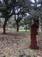 Grazalema  &ndash; &copy; Francisco Javier Burgos Gutierrez (Eberhardt TRAVEL)