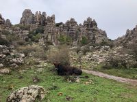 El Torcal  &ndash; &copy; Francisco Javier Burgos Gutierrez (Eberhardt TRAVEL)