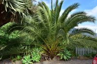 Santa Cruz de La Palma - Finca de la Principal &ndash; &copy; Martin Büchner (Eberhardt TRAVEL)