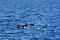 Whale Watching Tour in Tazacorte - Großer Tümmler &ndash; &copy; Martin Büchner (Eberhardt TRAVEL)