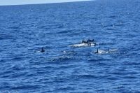Whale Watching Tour in Tazacorte - Großer Tümmler &ndash; &copy; Martin Büchner (Eberhardt TRAVEL)