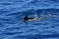 Whale Watching Tour in Tazacorte - Großer Tümmler &ndash; &copy; Martin Büchner (Eberhardt TRAVEL)