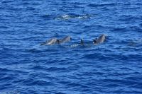 Whale Watching Tour in Tazacorte - Großer Tümmler &ndash; &copy; Martin Büchner (Eberhardt TRAVEL)