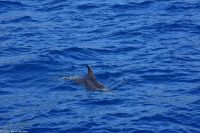 Whale Watching Tour in Tazacorte - Großer Tümmler &ndash; &copy; Martin Büchner (Eberhardt TRAVEL)