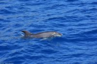 Whale Watching Tour in Tazacorte - Großer Tümmler &ndash; &copy; Martin Büchner (Eberhardt TRAVEL)
