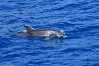 Whale Watching Tour in Tazacorte - Großer Tümmler &ndash; &copy; Martin Büchner (Eberhardt TRAVEL)