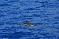 Whale Watching Tour in Tazacorte - Großer Tümmler &ndash; &copy; Martin Büchner (Eberhardt TRAVEL)