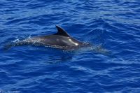 Whale Watching Tour in Tazacorte - Großer Tümmler &ndash; &copy; Martin Büchner (Eberhardt TRAVEL)