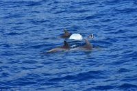 Whale Watching Tour in Tazacorte - Großer Tümmler &ndash; &copy; Martin Büchner (Eberhardt TRAVEL)