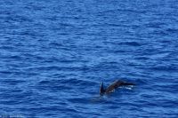 Whale Watching Tour in Tazacorte - Großer Tümmler &ndash; &copy; Martin Büchner (Eberhardt TRAVEL)