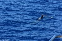Whale Watching Tour in Tazacorte - Großer Tümmler &ndash; &copy; Martin Büchner (Eberhardt TRAVEL)