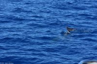 Whale Watching Tour in Tazacorte - Großer Tümmler &ndash; &copy; Martin Büchner (Eberhardt TRAVEL)