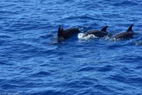 Whale Watching Tour in Tazacorte - Großer Tümmler &ndash; &copy; Martin Büchner (Eberhardt TRAVEL)