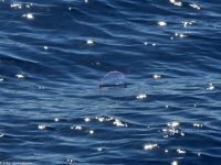 Whale Watching Tour - Portugiesische Galeeren &ndash; &copy; Martin Büchner (Eberhardt TRAVEL)