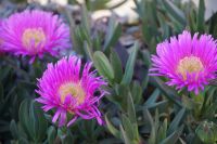Mittagsblumen &ndash; &copy; Andreas Böcker (Eberhardt TRAVEL)