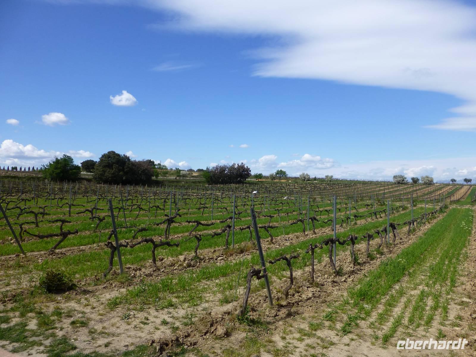Villafranca - Weinberge vom Weingut Torres &ndash; &copy; Claudia Bernhardt (Eberhardt TRAVEL)