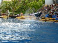 Loro Parque &ndash; &copy; Anna Stiebing (Eberhardt TRAVEL)