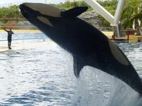 Loro Parque &ndash; &copy; Anna Stiebing (Eberhardt TRAVEL)
