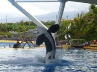 Loro Parque &ndash; &copy; Anna Stiebing (Eberhardt TRAVEL)
