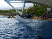 Loro Parque &ndash; &copy; Anna Stiebing (Eberhardt TRAVEL)