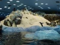 Loro Parque &ndash; &copy; Anna Stiebing (Eberhardt TRAVEL)